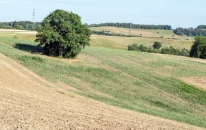 Spät gesäter Mais ist von der Trockenheit besonders stark betroffen.