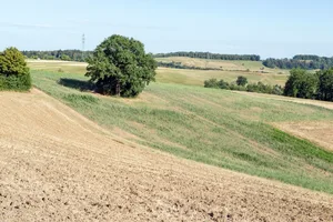Spät gesäter Mais ist von der Trockenheit besonders stark betroffen.