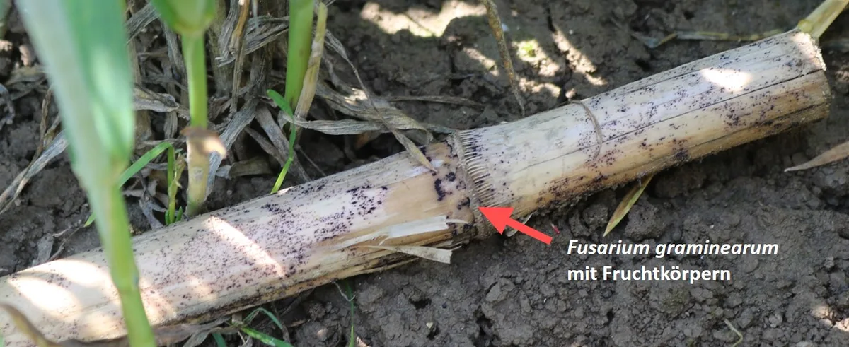 32d2ca6513f50094667b9690e4567044036c4de6 Infizierter Maisstängel mit dem Schaderreger Fusarium graminearum. (Bilder Alejandro Gimeno, Agroscope)