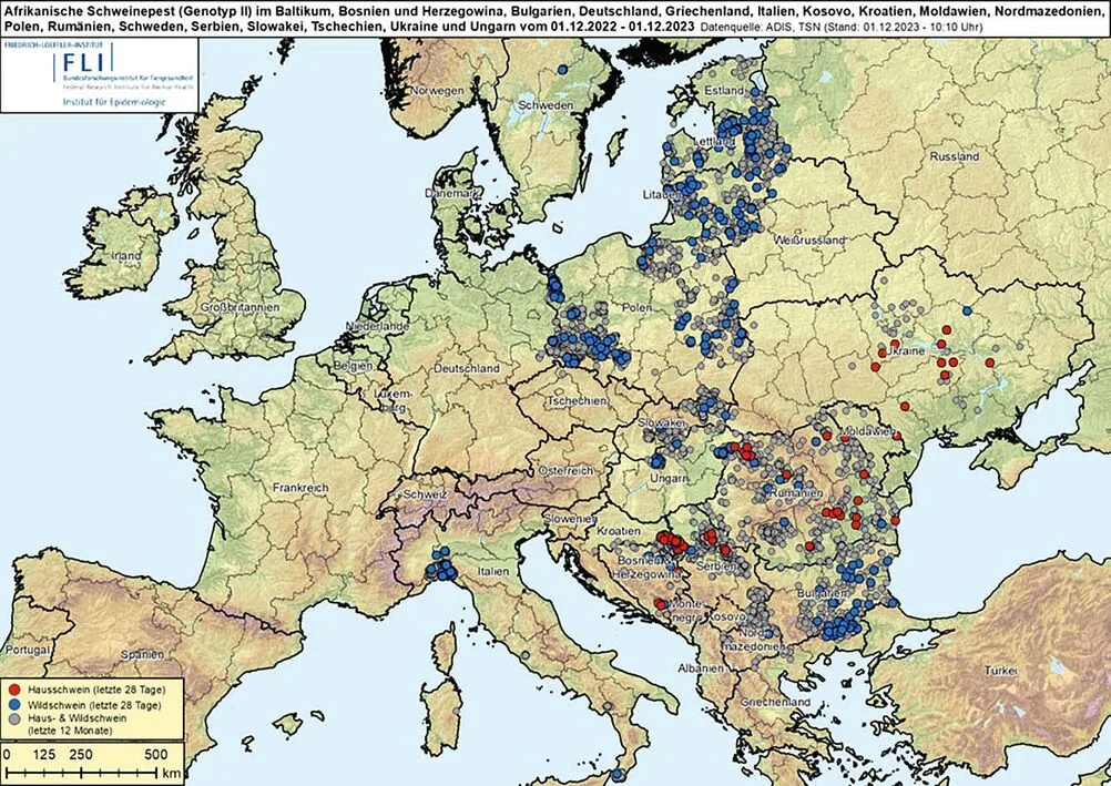 5089b4be35b3122b832f6d2ec6f3daab6c89c07a04c5006e2b8d09b17ed24dbb Die Afrikanische Schweinepest zirkuliert in den Wildschweinbeständen (blaue Punkte) und kommt dabei auch der Schweiz näher. Bei den Hausschweinen (rote Punkte) kam es zuletzt auf dem Balkan zu grösseren Ausbrüchen. Die grauen Punkte markieren Ausbrüche älteren Datums. Karte aktualisiert am 1. Dezember 2023.
