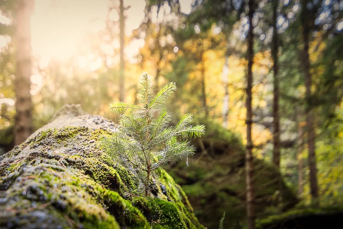 wald_sven_Lachmann «Beim Wald zu sparen, wäre ein Fehler», findet auch der Ständerat