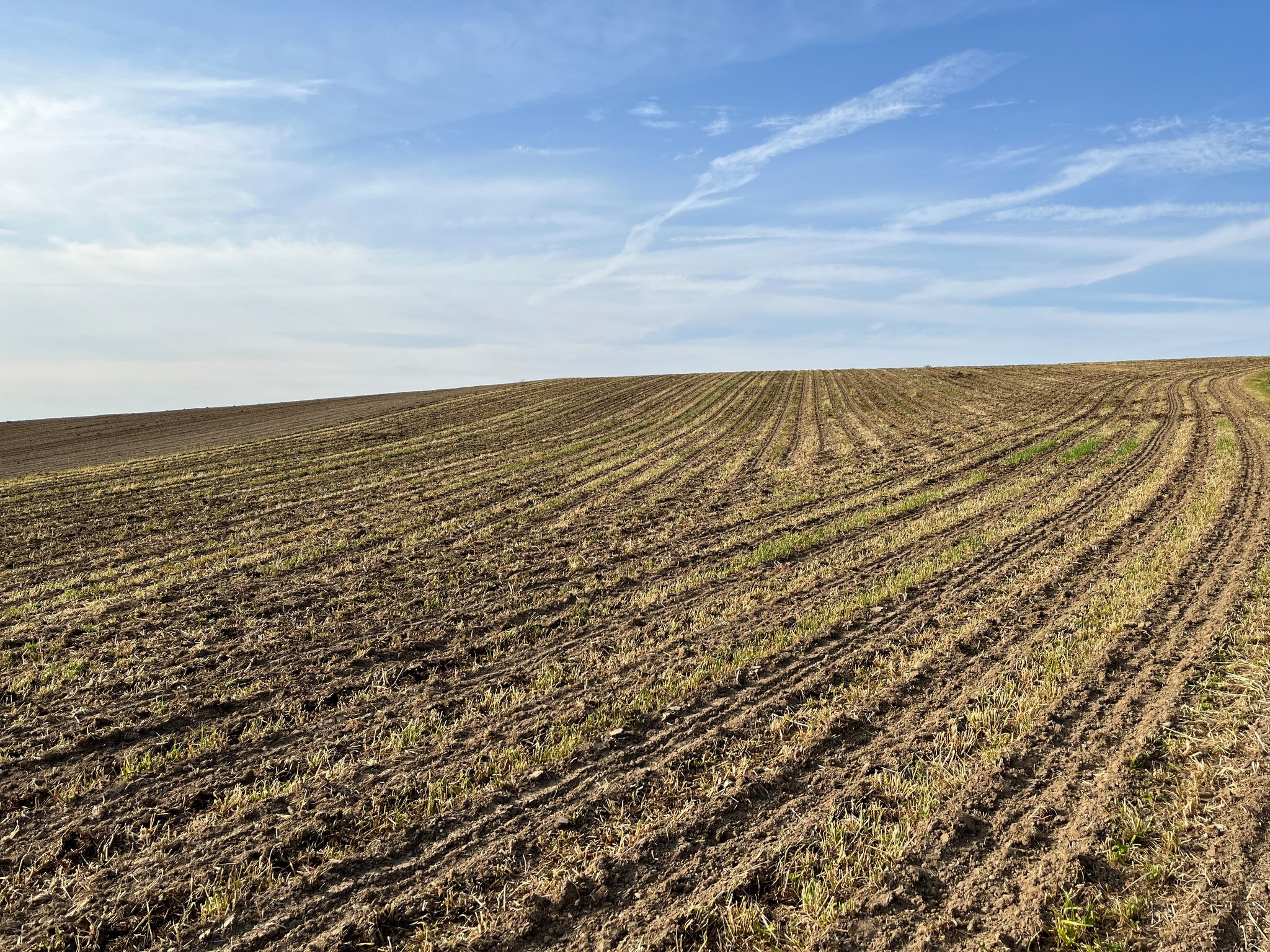 Reichlich Sonne für Käfer und Pflanzen