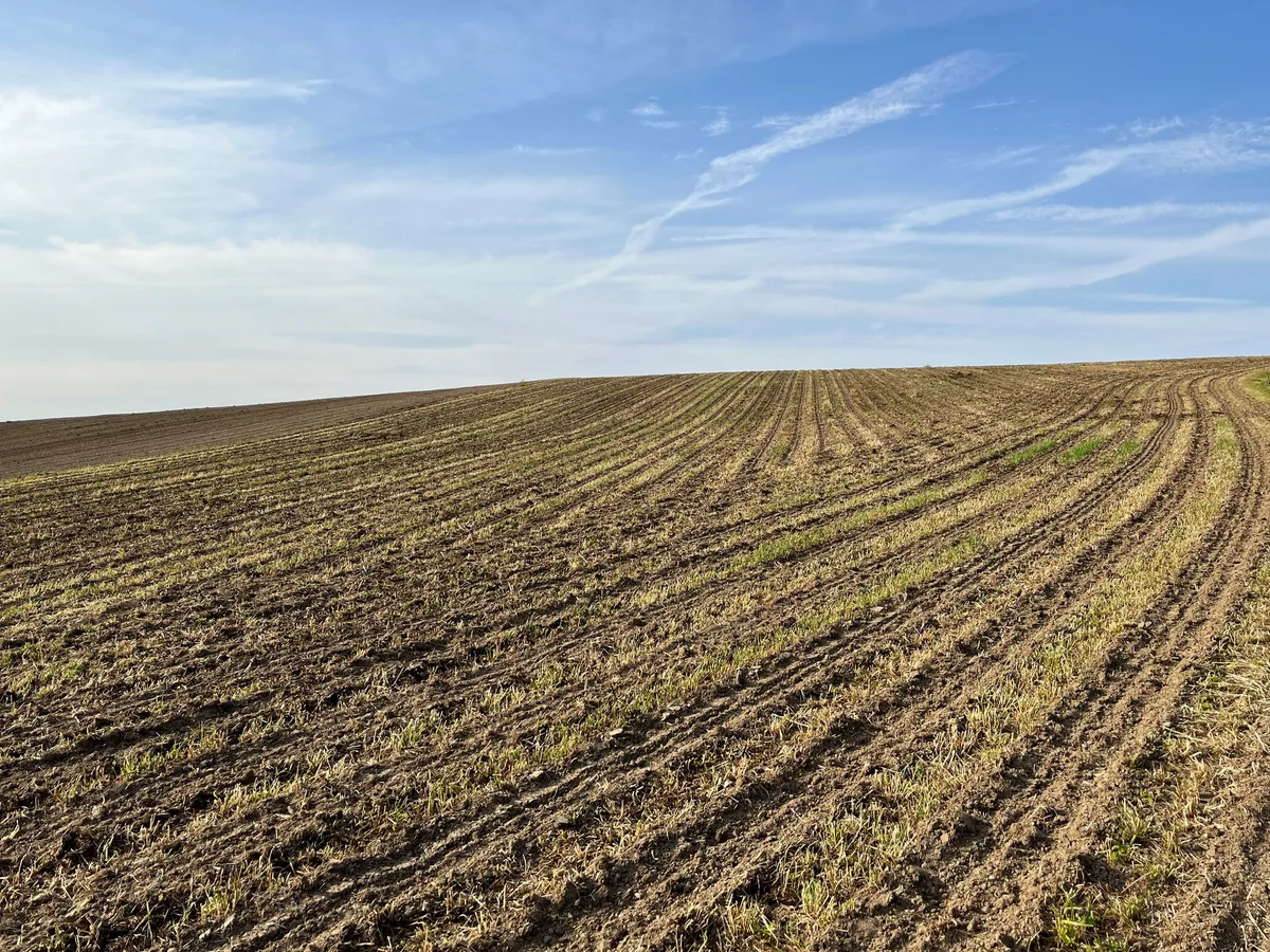 Reichlich Sonne für Käfer und Pflanzen