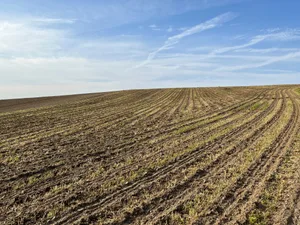 In kürzlich gesäten Maisparzellen gilt es die Unkrautbekämpfung auszuführen oder zu planen. In Streifenfrässaaten kann eine Behandlung mit Equip Power im Nachauflauf ausreichen, ohne vorher Glyphosat eingesetzt zu haben.