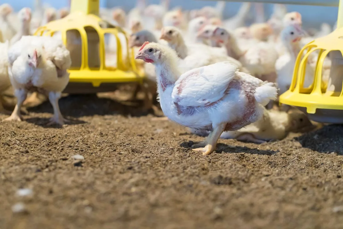 280c7b970f9c823affc07d799a07cdda48cedf51 Ansteckungen mit dem Gumboro-Virus ereignen sich jedoch vor allem im Aussenbereich. Bio-Poulets sind besonders gefährdet, da bereits ab dem 21. Lebenstag Weideauslauf vorgeschrieben ist. Einen genügenden Impfschutz in diesem Alter ist jedoch nur mit dem GVO-Impfstoff Vaxxitek zu erreichen (Bild BauZ / Peter Röthlisberger).