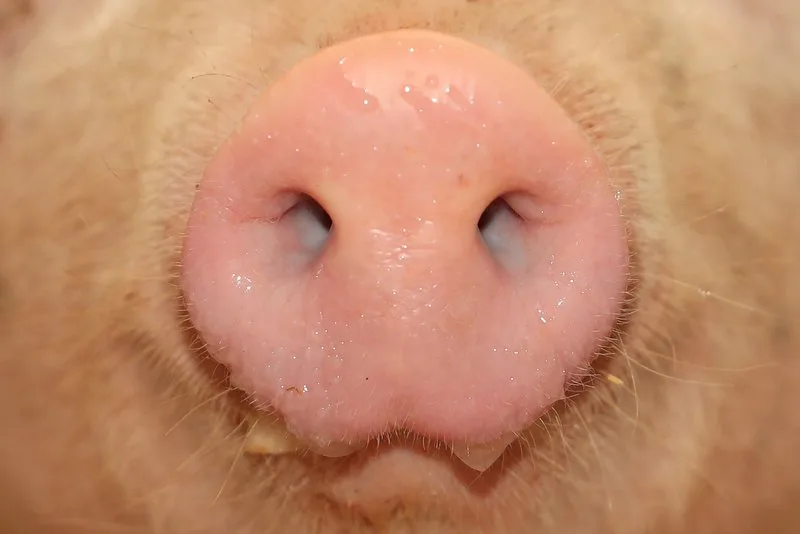 beb6e6707457c6bb48572d26e7d2cdfc1ab19c24 Wie ein Bericht der Suisag zeigt, sind die Schweizer Schweine gesund. (Bild Peter Röthlisberger)