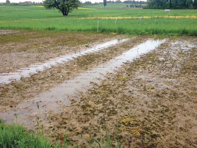 Der Einsatz immer schwererer landwirtschaftlicher Maschinen verursacht zunehmend Bodenverdichtung. Als Folge sammelt sich Regenwasser in den Fahrspuren. (Bild Thomas Keller, Agroscope)