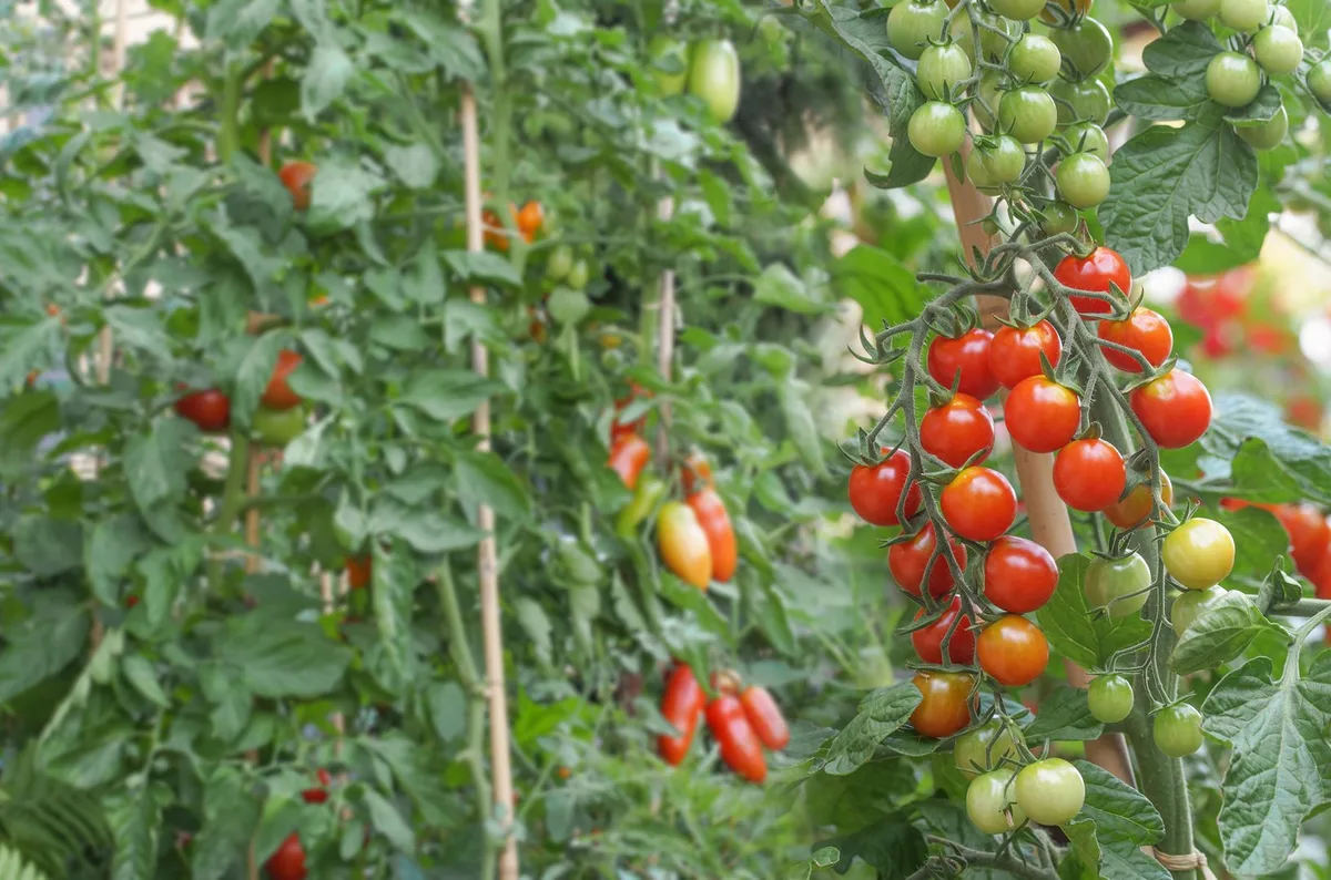 Resistente Tomatensorten bringen mehr Ertrag – und Gartenfreude