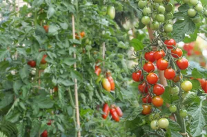 Bereits ist eine ganze Palette von resistenten Tomatensorten erhältlich, von der Cocktailtomate bis zum länglichen Mini-San-Marzano-Typ.