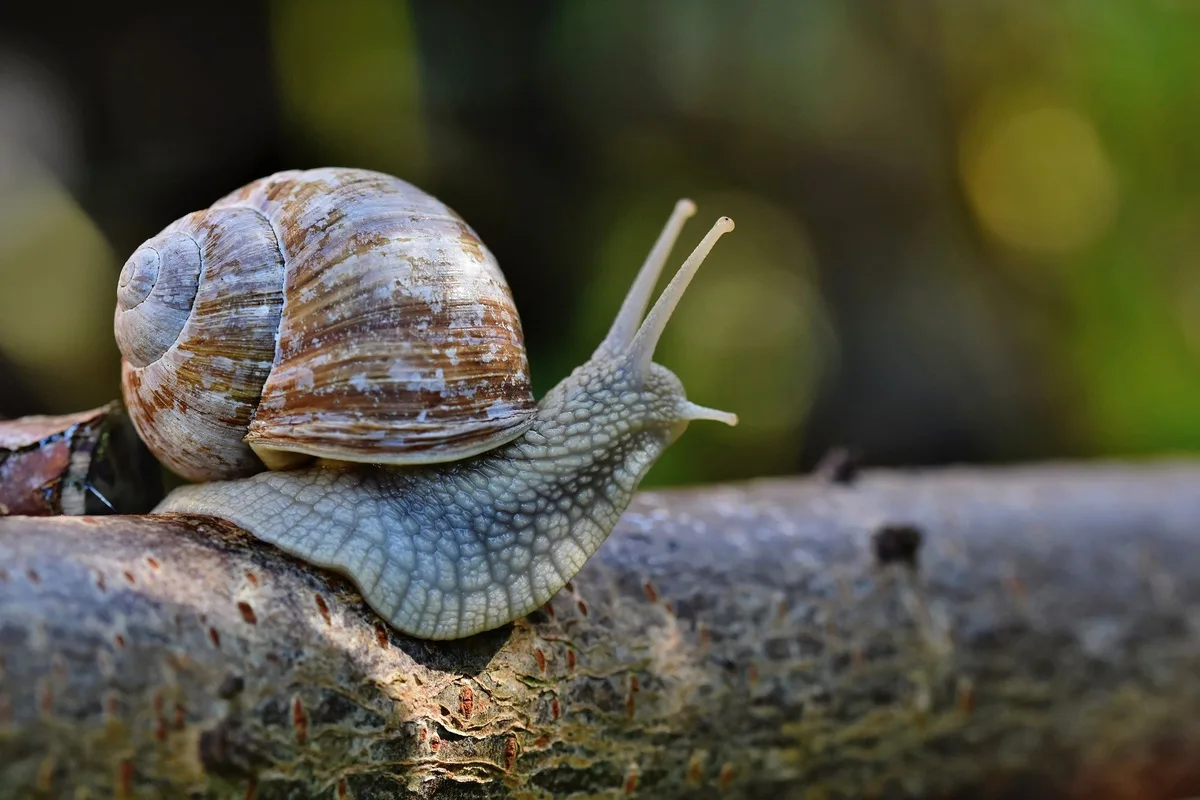 snail-6609653_1920 Parlament erleichtert Schneckenzucht in der Landwirtschaft
