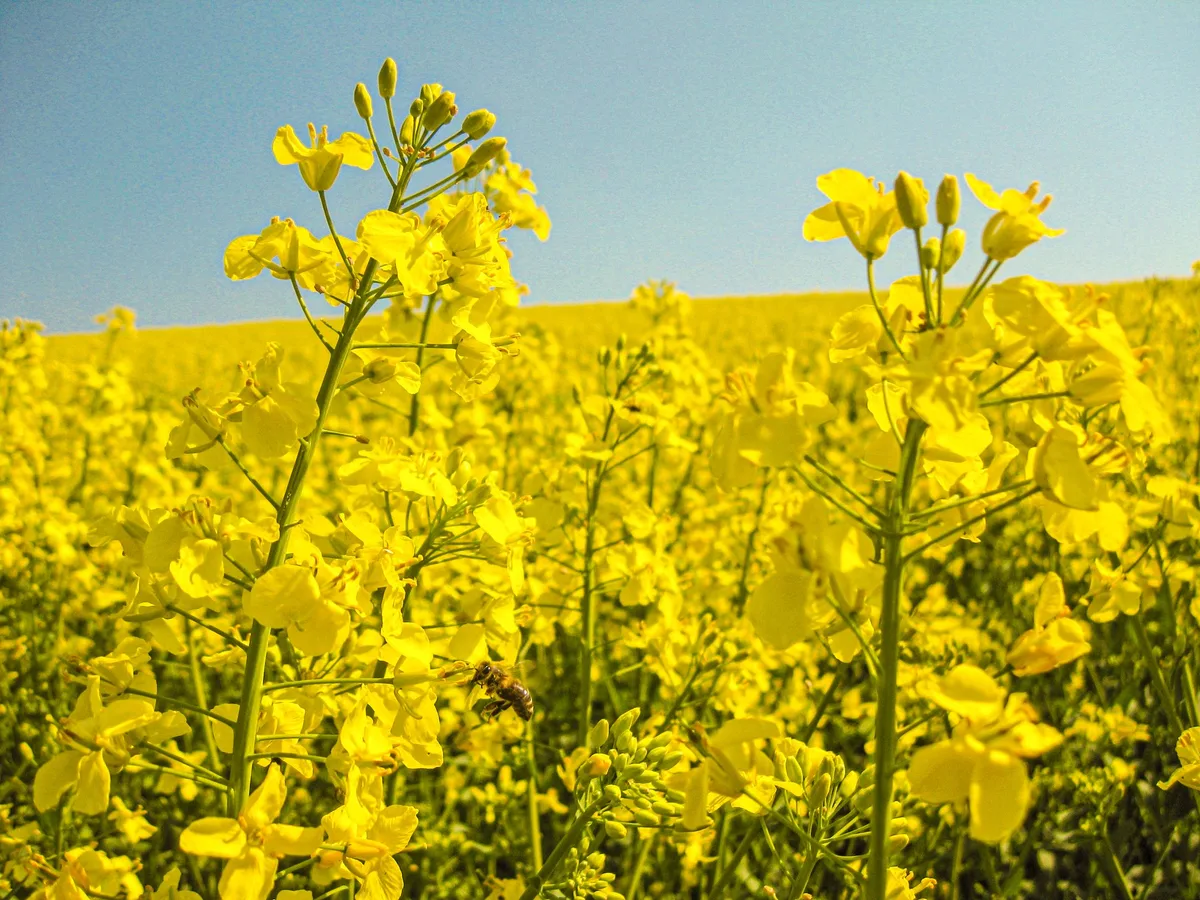 DG24_09_PB1_Bild01-Neu_01 Der Anbauablauf weist für die beiden Ölsaaten Sonnenblumen und Raps grosse Unterschiede auf. Speziell die Ernte kann bei beiden Kulturen mitunter heikel sein.