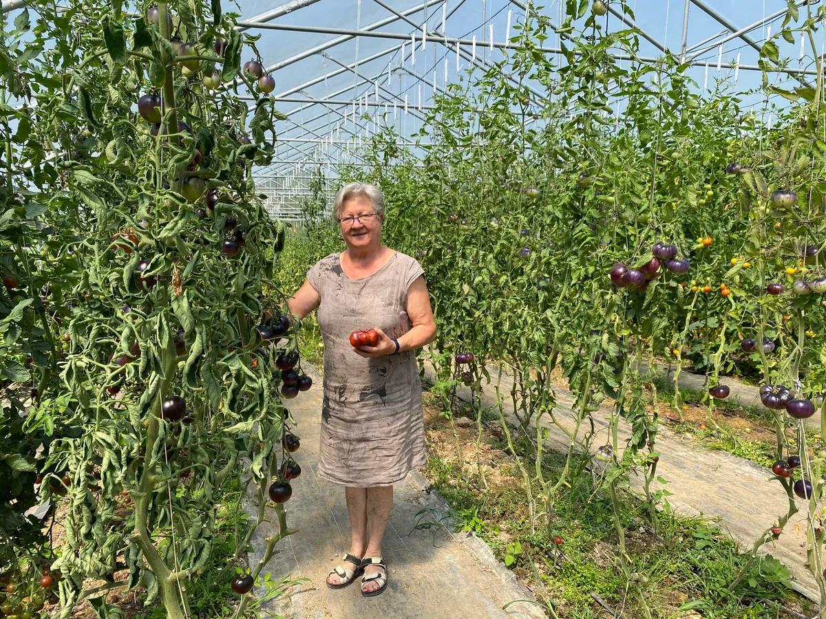 729251697bd86f3e32095f37614e18720462f4e3 Hanni Berger, Altbäuerin auf dem Bergerhof, kümmert sich auch mit 76 Jahren noch immer mit Freude um den Tomatenanbau. (Bilder Cornelia von Däniken)