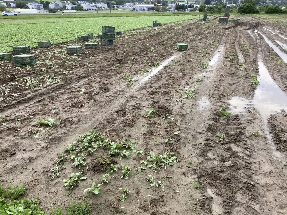 Nasses_Radieschenfeld_Phillip_Trautzl Gemüsebau: Ernteerschwernisse bei allen Freiland-Frühkulturen