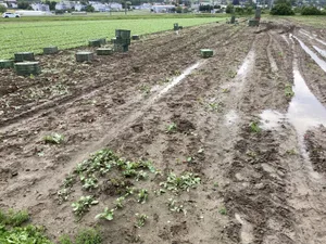 Immer wieder kommt es vor, dass wassergesättigten Böden befahren werden. Der Schaden ist meist grösser als der Nutzen.