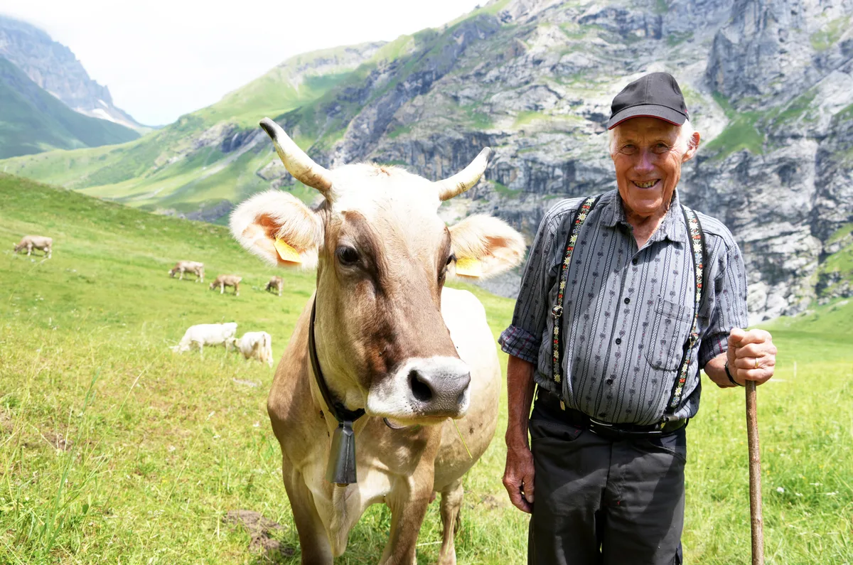 Sepp Zurfluh ist ein passionierter Braunviehzüchter. Seit 70 Jahren geht er z'Alp auf Hobiel beim Surenenpass.