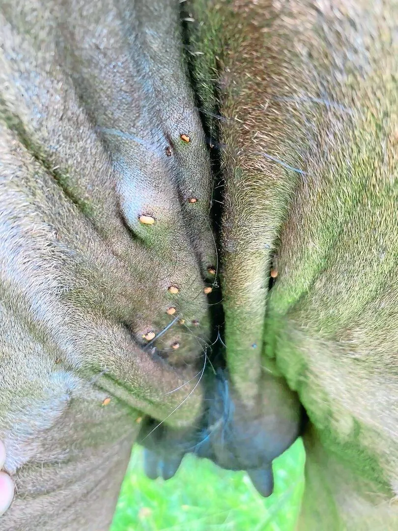 14d9ccbec43856173ca76b61cfda05bde3bb123a2fb87616e81a35aa0b9e6bd4 Diese im Berner Jura auf einer eher nassen Weide lebende Angus-Mutterkuh ist übersät mit Zecken.