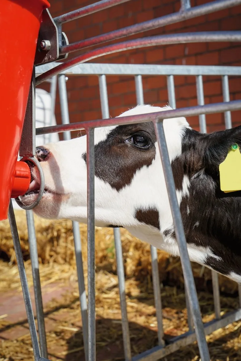 6e05f1660785c3eff1789b7cb1f2785cdb4a801e Kälber brauchen in den ersten Lebenswochen viel Milch, die sie langsam trinken sollen. Kolostrum verursacht eine immunologische Programmierung. Bild: Adobe Stock