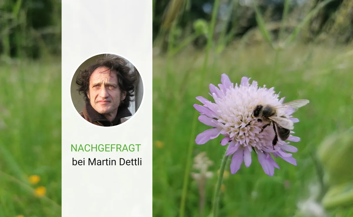 Nachgefragt_Martin_Dettli Was ist eigentlich naturgemässe Imkerei?
