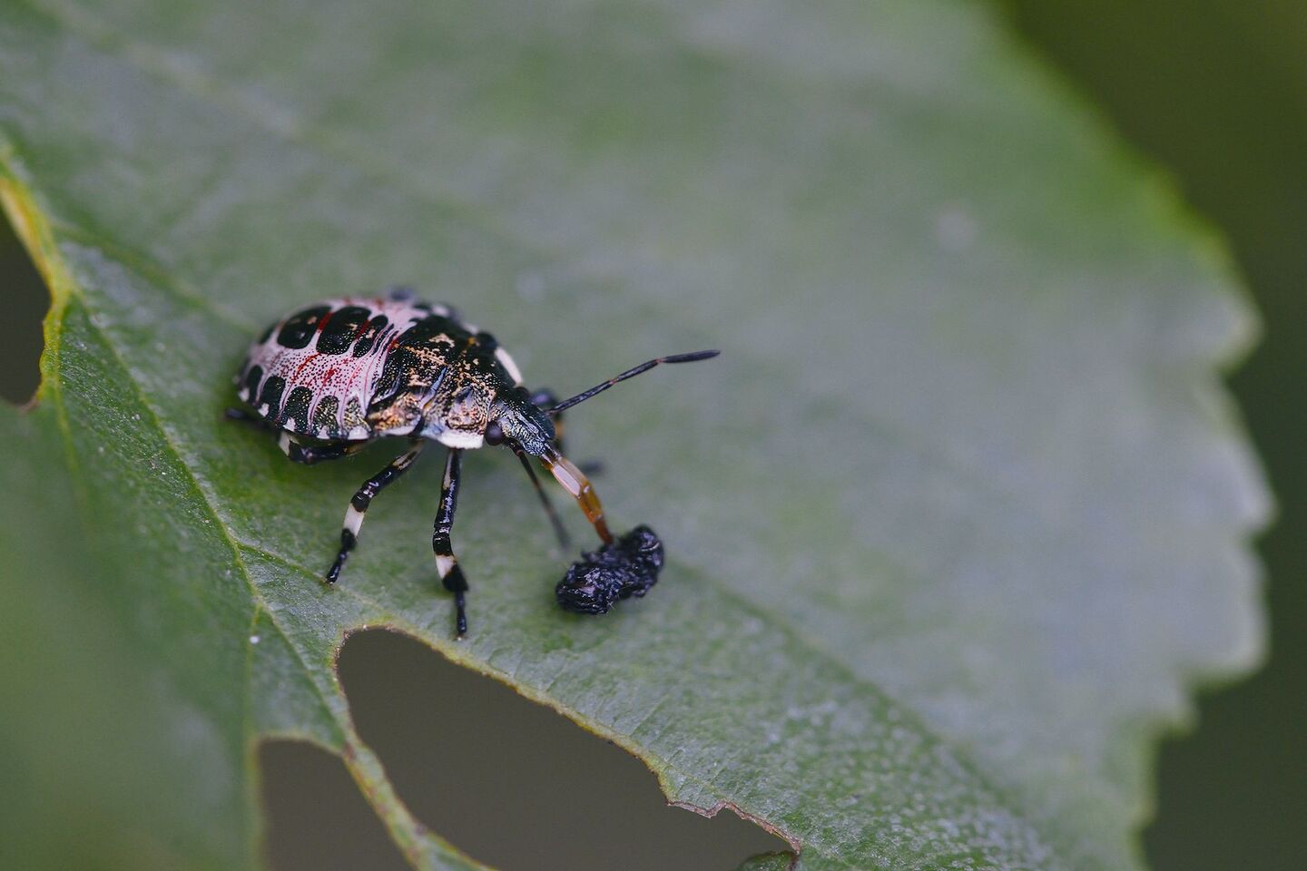 Die Baumwanze beeinträchtigt den Geschmack von Most