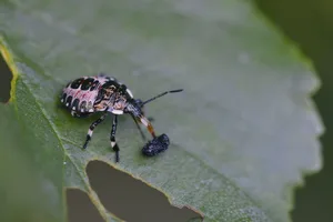 Im Bild ist eine Nymphe der marmorierten Baumwanze zu sehen. Die Schädlinge sind sehr mobil und fliehen bei der Ernte häufig, wodurch sie nur selten in den Traubenmost gelangen.