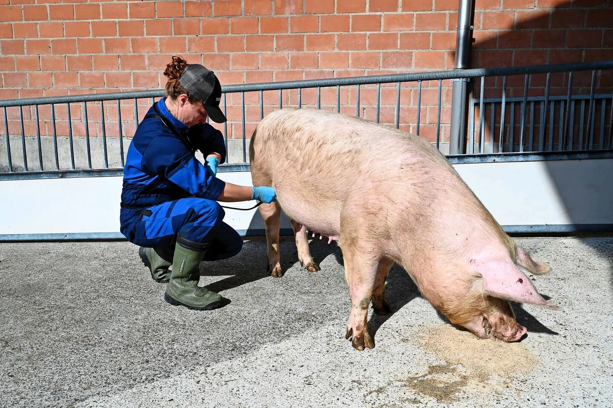 Die Tierärztin führt eine Eierstockdiagnostik durch.