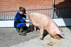 Die Tierärztin führt eine Eierstockdiagnostik durch.