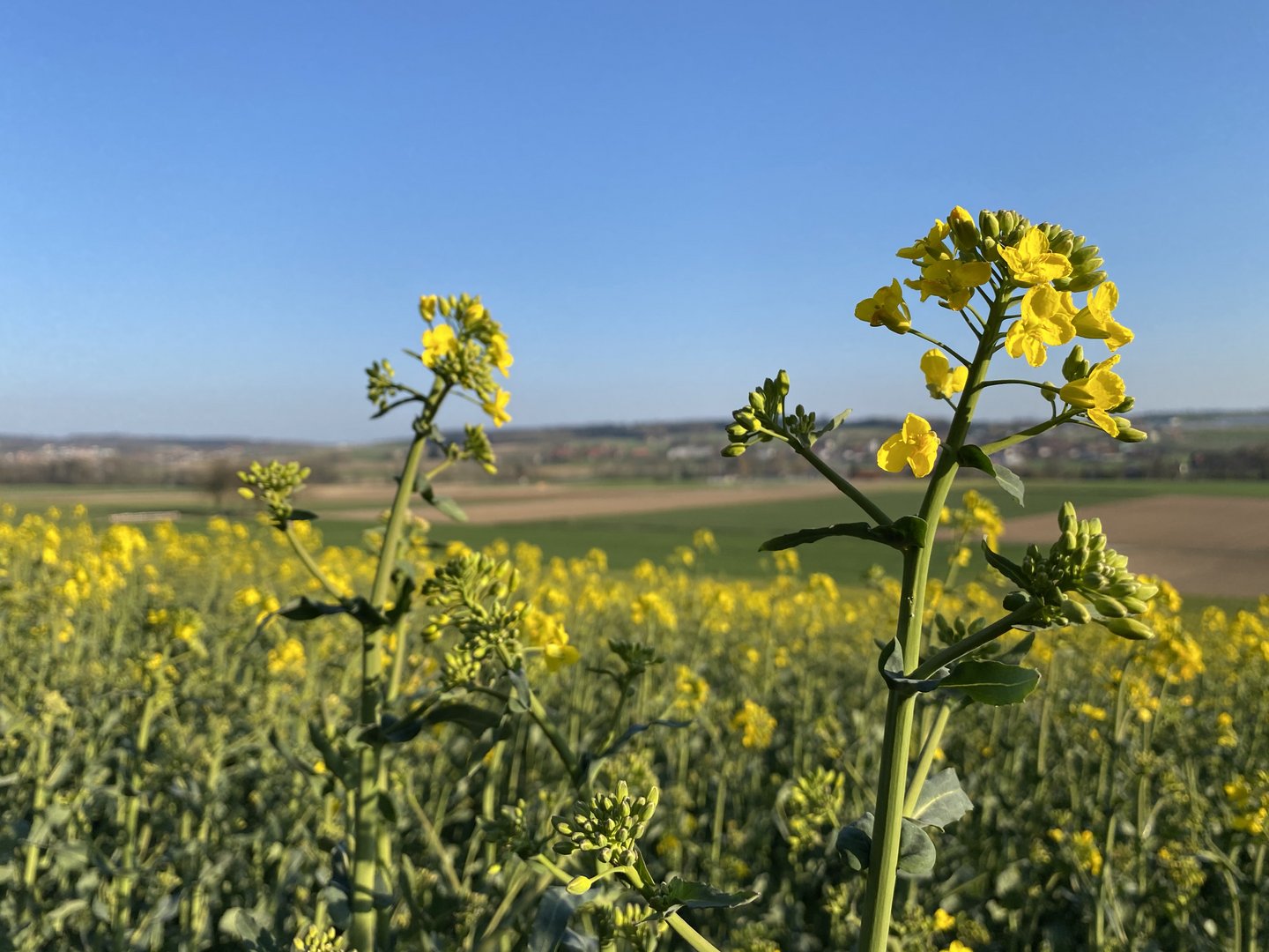 Alle reden über Deltamethrin: Welche Alternativen für Pyrethroide gäbe es im Raps?