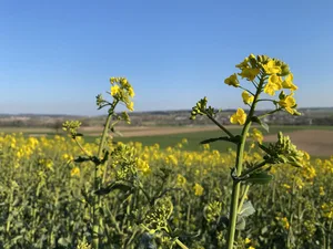 Raps ist eine gefragte Ölsaat. Sie vor Insekten zu schützen, wird aber wegen wachsender Schädlingspopulationen immer schwieriger.