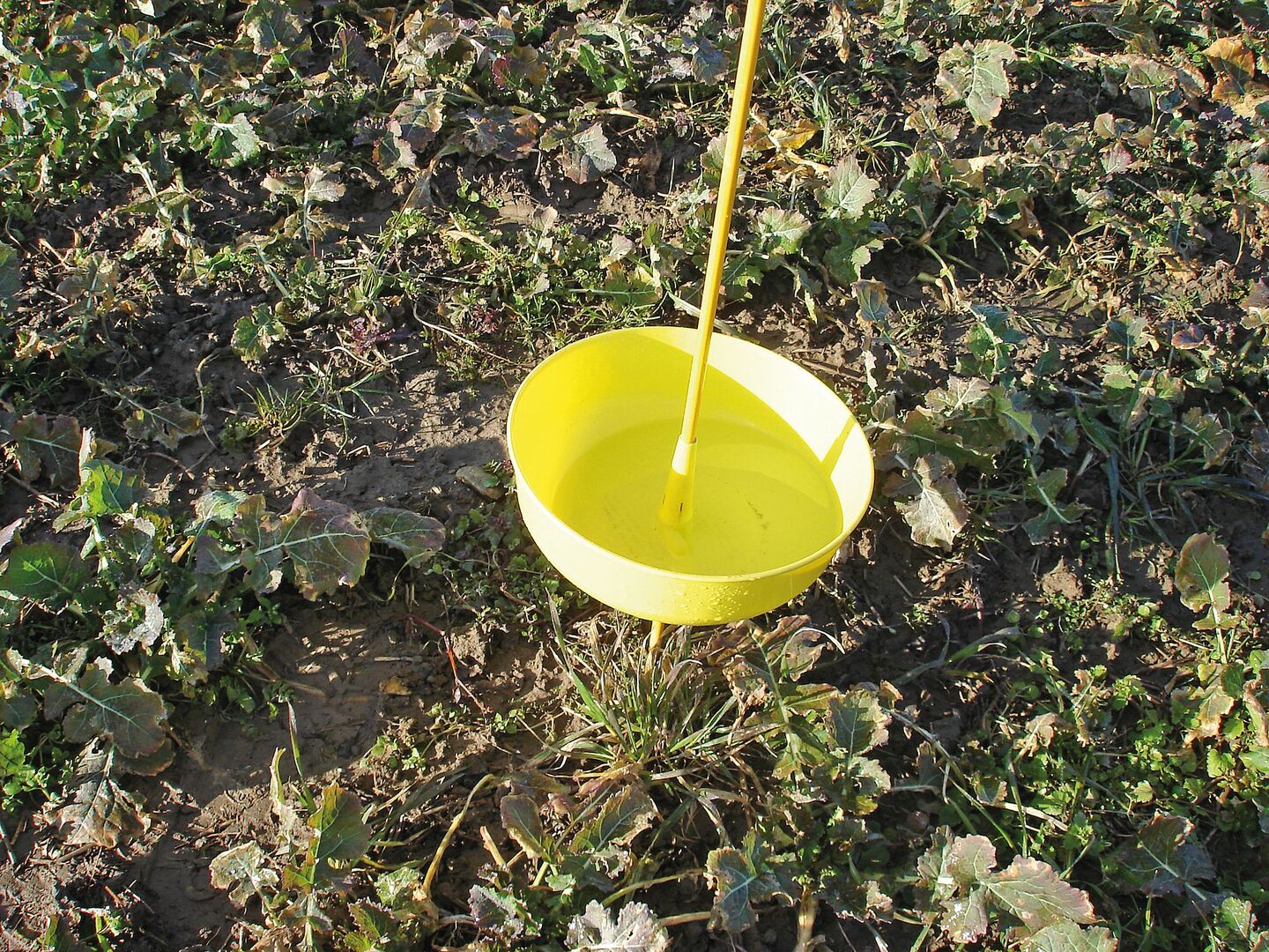 Gelbfallen früh genug aufstellen und die Felder in den heiklen Phasen regelmässig auch von Auge kontrollieren.