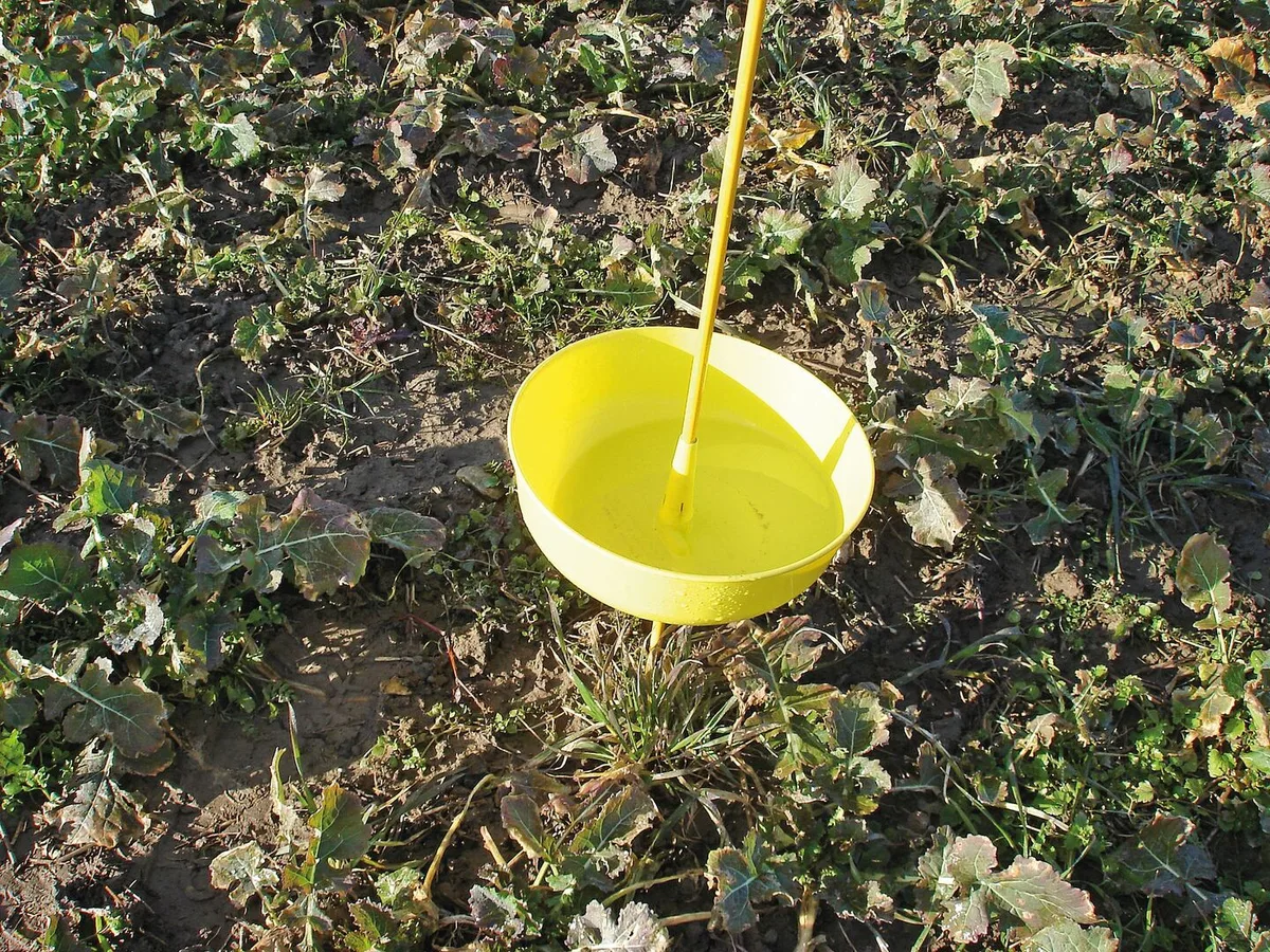 5337d794e18d080e0bf9c6d8cafd6db3b08ad072a60599b3c94c8ba49426ba93 Gelbfallen früh genug aufstellen und die Felder in den heiklen Phasen regelmässig auch von Auge kontrollieren.