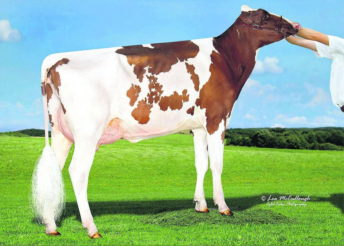 9a23e19c0d7d17dbfdc3f1b6c92cf9558ba4348f Sie ist eine der ersten abgekalbten Töchter vom Stier Ladd P in Amerika: Tiger Lily Ladd Fifi VG-85. (Bild: cf)