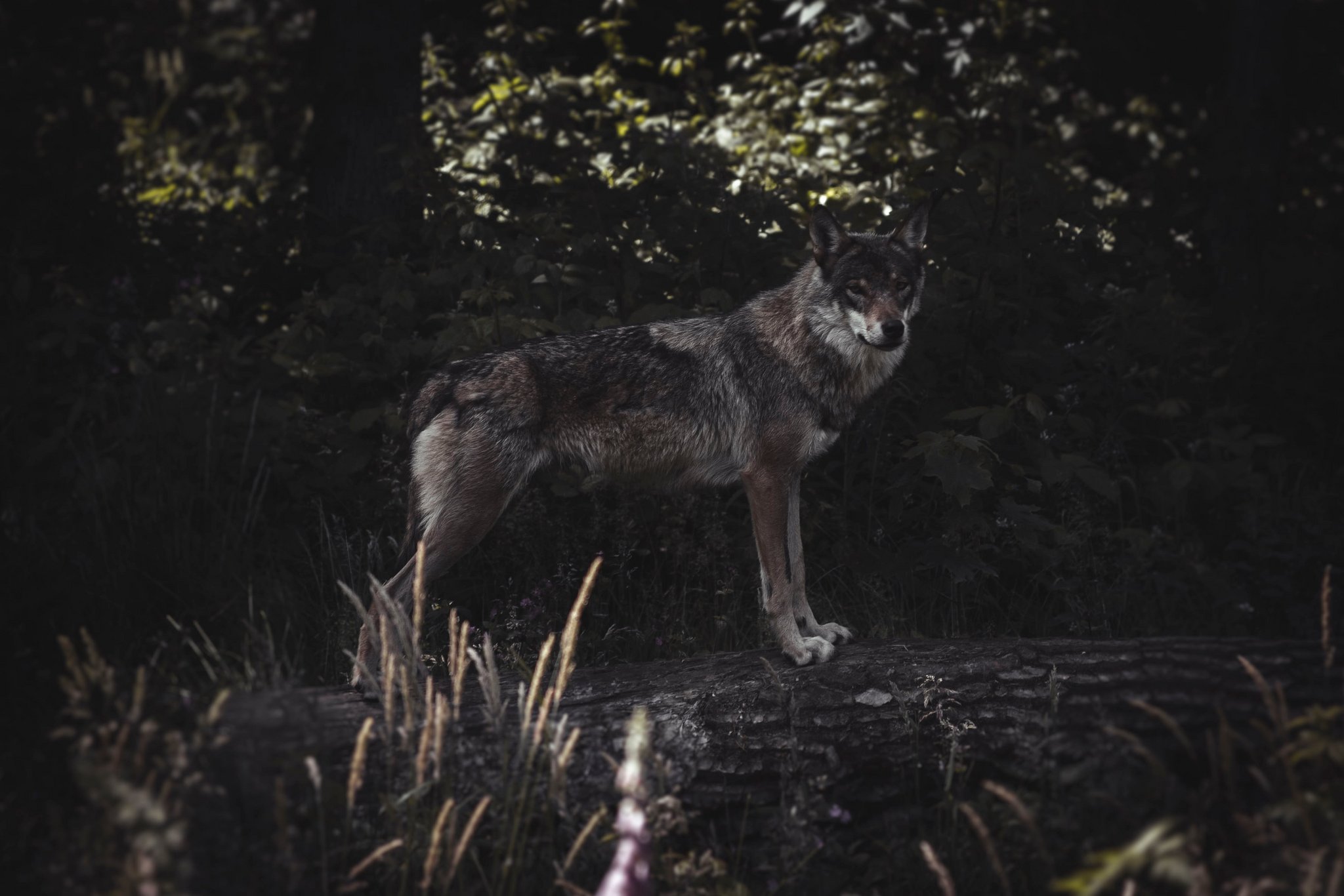 Bern sagt Nein zur notfallmässigen Wolfsregulierung im Wallis