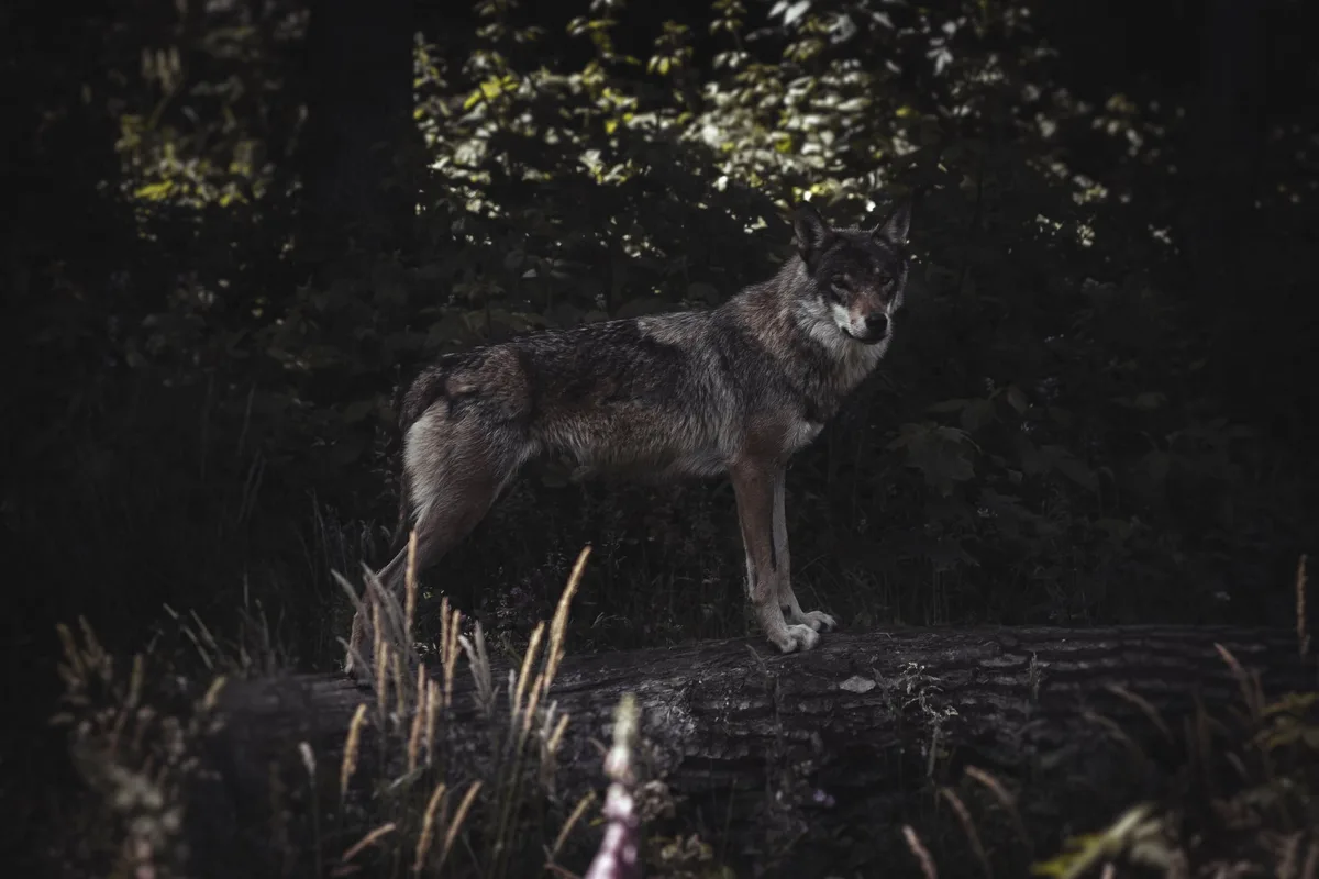 wolf_jannik_selz_unsplash Bern sagt Nein zur notfallmässigen Wolfsregulierung im Wallis