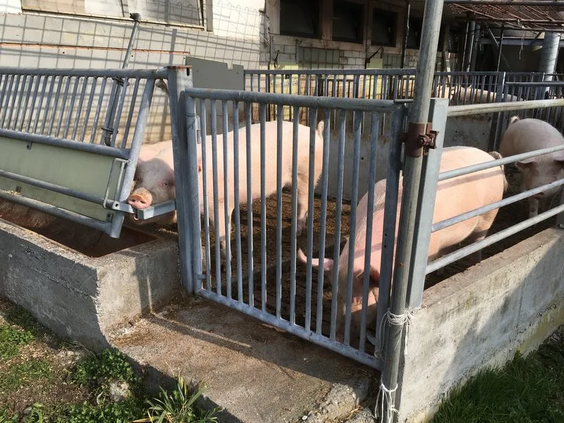 9fd5ec2b490bf7f01e39594a8e7aa8b4f4dbefe4 Die Situation in der Innerschweiz und insbesondere im Kanton Luzern weise eine «besondere Brisanz aus», schreibt die Albert Koechlin Stiftung. (Symbolbild BauZ)