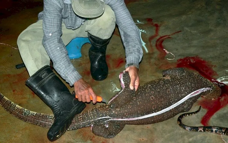 19c0665f108b1e31d092ec00a34fcb178cc12464 Indonesien ist einer grössten Exotenleder-Produzenten weltweit. (Bild STS)