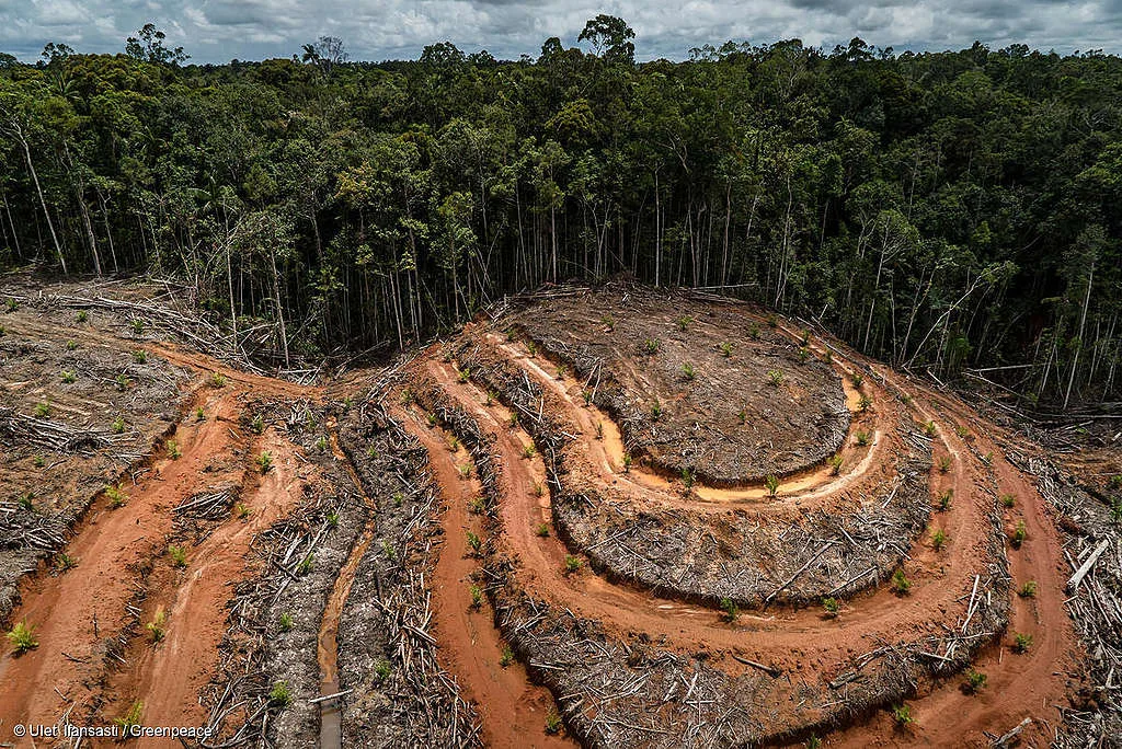 79e5ddca343915f62daf490edb34eef81b6e70c3 Nachhaltiges Palmöl komme von lokalen und indigenen Gemeinschaften, so Greenpeace. In Labels hat die Organisation in dieser Sache kein Vertrauen. (Bild Greenpeace)