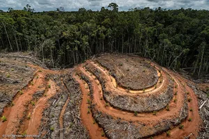 Nachhaltiges Palmöl komme von lokalen und indigenen Gemeinschaften, so Greenpeace. In Labels hat die Organisation in dieser Sache kein Vertrauen. (Bild Greenpeace)