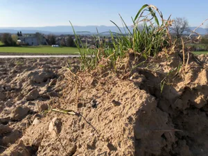 Der Verzicht auf wendende Bodenbearbeitung bzw. die Konservierende Landwirtschaft kann den Humusgehalt von Böden erhöhen. Das gespeicherte CO2 wird aber bei einer Änderung der Bewirtschaftung schnell wieder freigesetzt.