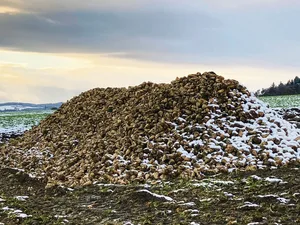 Einer der letzten Zuckerrübenhaufen auf dem Feld: Die Kampagne 2021 neigt sich in der Ostschweiz dem Ende zu.
