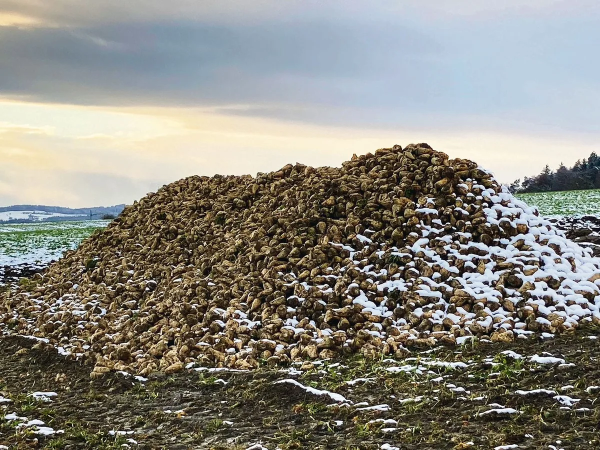 b274c96ebdf1fe83395f78b65552a9a7350ad2f1f110448440479648e602e22a Einer der letzten Zuckerrübenhaufen auf dem Feld: Die Kampagne 2021 neigt sich dem Ende zu.