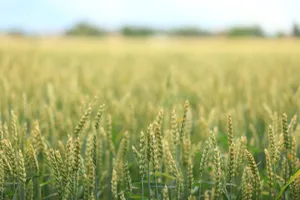 Weizen mag es eher kühl, Mais verträgt die Hitze besser. (Bild Pixabay)