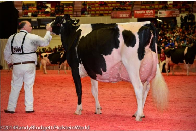 Nach ihrem Sieg im Jahr 2012 wiederholte RF Goldwyn Hailey EX-97 von Gen-Com Holstein ihren Erfolg und wurde erneut Grand Champion. (Bild 1/10, Bilder: Holsteinworld)
