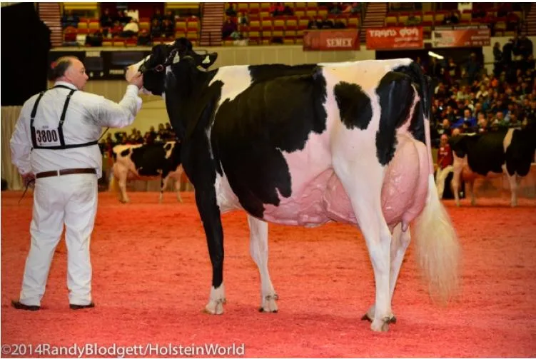 b06db5f043ac69e6a257fe70cdd1676846f641d5 Nach ihrem Sieg im Jahr 2012 wiederholte RF Goldwyn Hailey EX-97 von Gen-Com Holstein ihren Erfolg und wurde erneut Grand Champion. (Bild 1/10, Bilder: Holsteinworld)