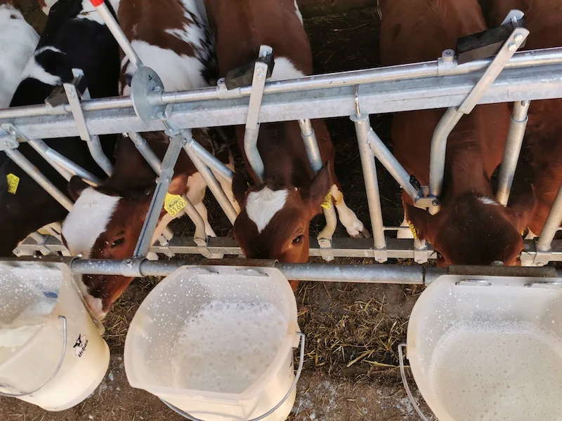 4dbba2f6a6ea3f0ec97efe6863c8a809cca5c036 In der Milch wird Blackentee von den Kälbern gut getrunken. (Bild sb)