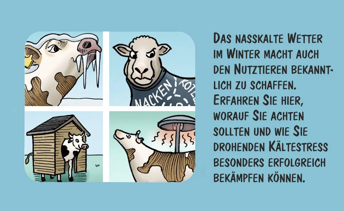 00_FEB Cartoon von Marco Ratschiller/Karma: Vier Tipps gegen Kältestress