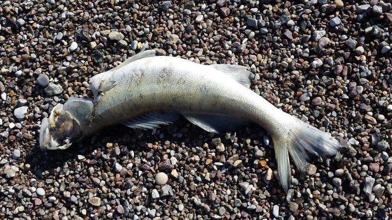 4edbd38597da096e9e90f3f7c94f0c8ecd153b92 Mehrere Dutzend Fische verendeten. (Symbolbild lid)