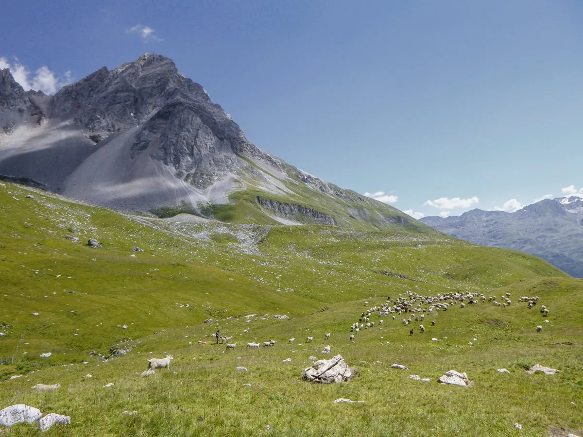 c29ad94f19f210773061c8c19ae3d61188655071 Philipp Jacobi schützt seine Schafe mit Kangalhunden. Diese Rasse ist zwar im Herdenschutz beliebt und stark verbreitet, in der Schweiz jedoch nicht anerkannt und deshalb wird sie weder gefördert noch unterstützt. (Bild Philipp Jacobi)