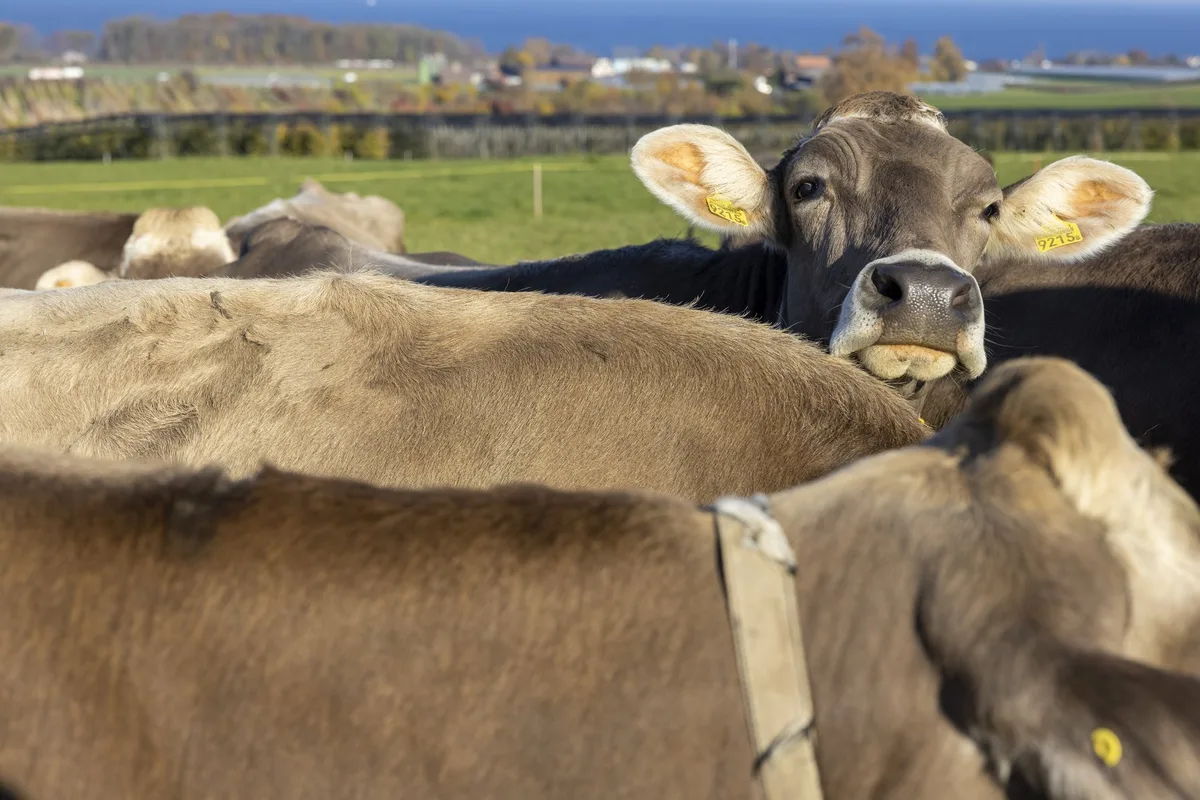 dg_21-12_inhalt_milchkuh Braune Kuh schaut aus einer Herde Kühe heraus