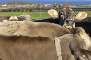 Die durchschnittliche Schweizer Milchkuh gibt dreieinhalb Laktationen lang Milch.