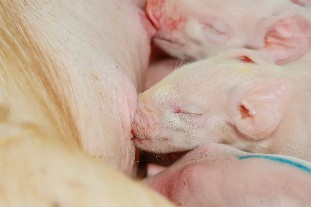 Mitarbeiter misshandelt Schweine: «Chef muss da sein»